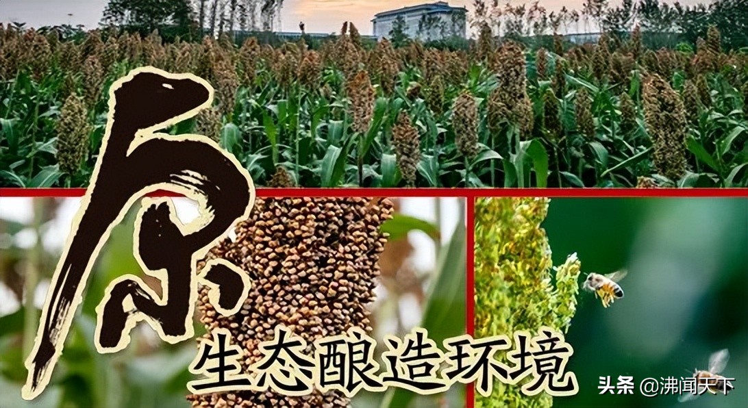 非遗酿造技艺,古井贡非遗