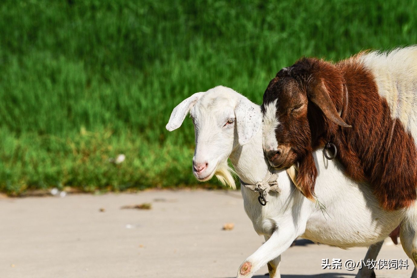 羊腿关节肿胀瘸是怎么回事,羊腿关节肿大用什么药