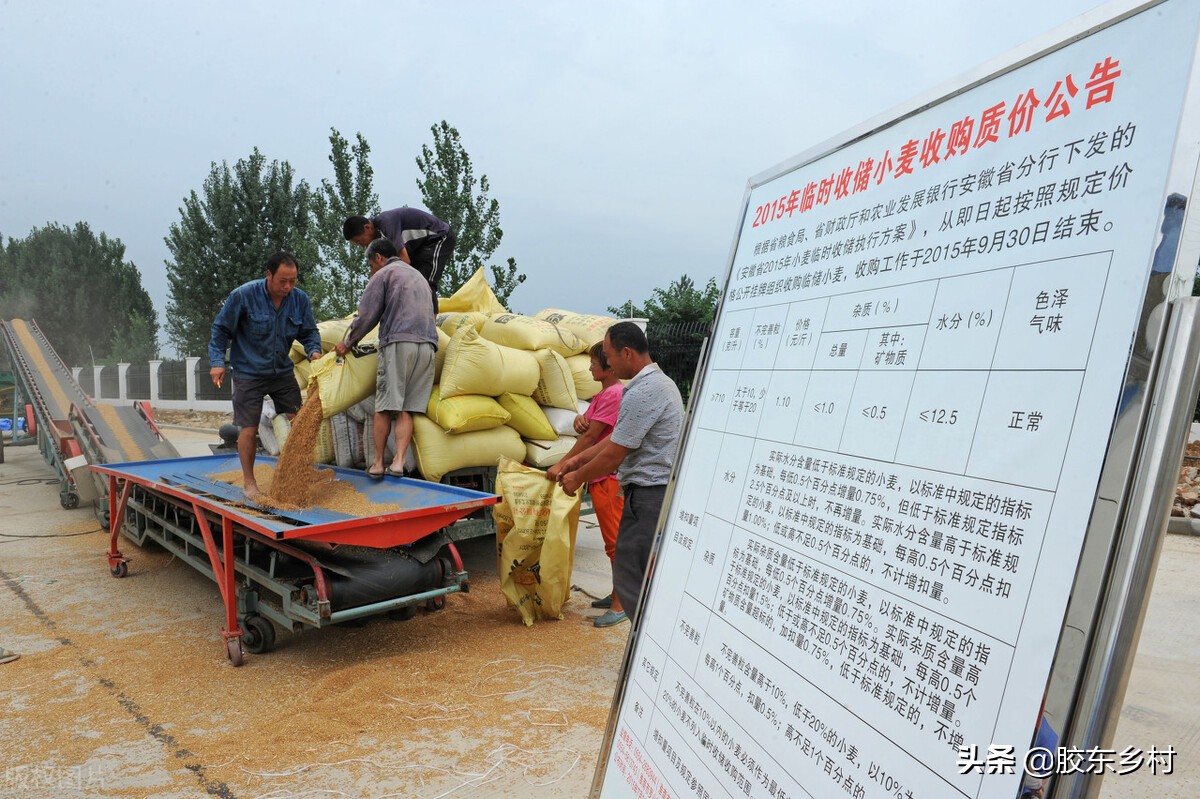 今年新小麦田间收购价格是多少,农村新麦收购价格