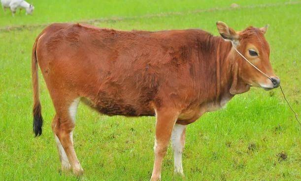 美国人养牛新方法,美国人养牛的方法