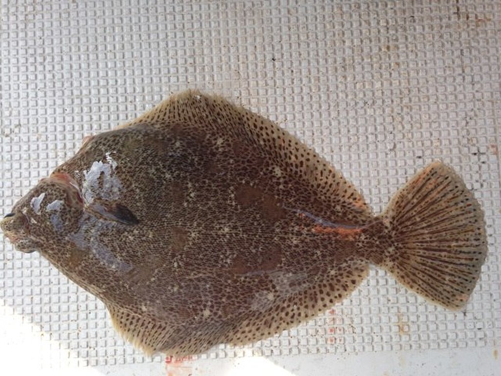 条斑星鲽工厂化养殖技术,星斑川鲽的营养价值