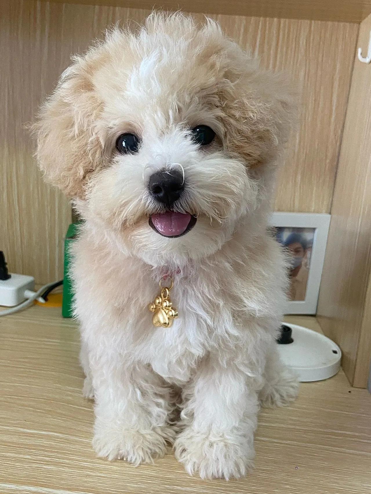 世界上最可爱的狗狗有哪几种,可爱萌狗狗视频茶杯犬