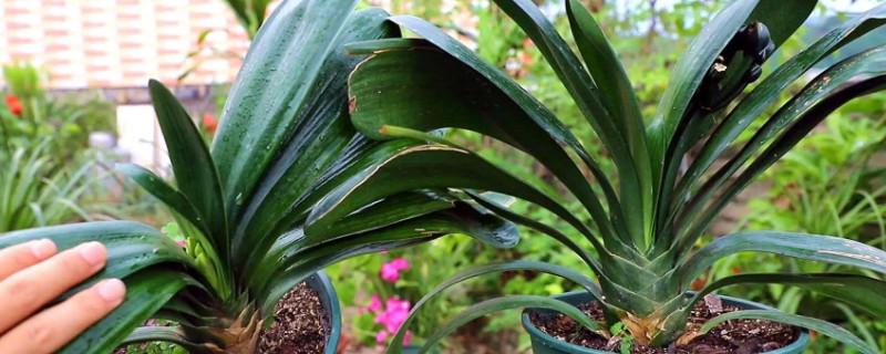 君子兰催花期可以用花多多12号吗,君子兰催花用什么最好养