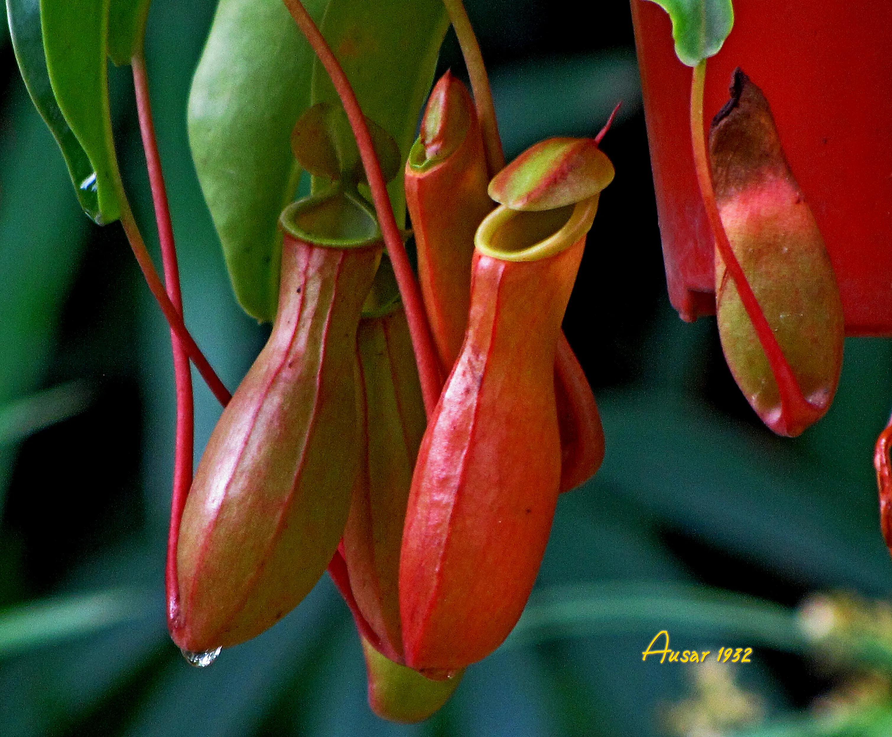 巨大猪笼草怎么捕食昆虫,小猪笼草捕食昆虫为生