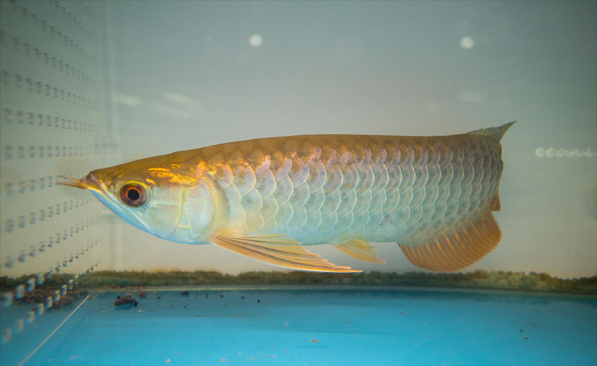 龙鱼烧鳍是什么原因,龙鱼烧尾现象