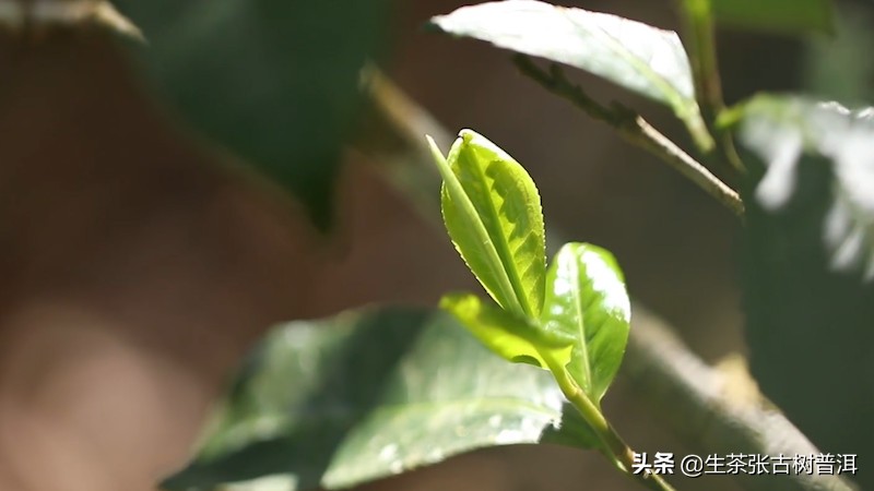 六大茶山普洱茶的特点,古六大茶山的茶叶外形特点