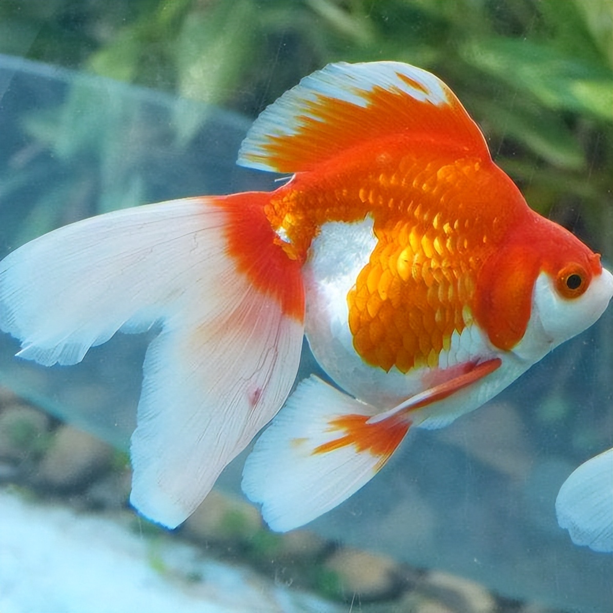 金鱼在国外泛滥成灾,中国金鱼在国外