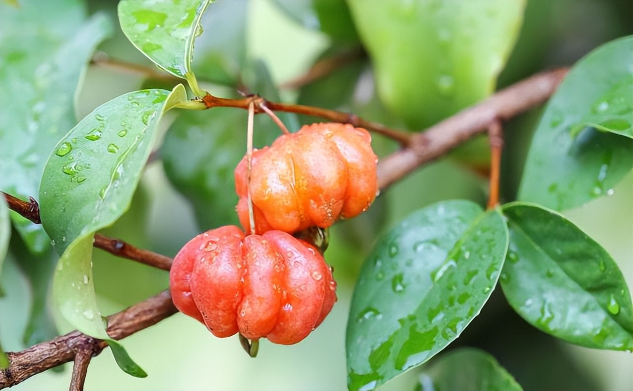 广东阿婆种了1株“怪樱桃”，果子像南瓜，营养师：可促脑、促眠