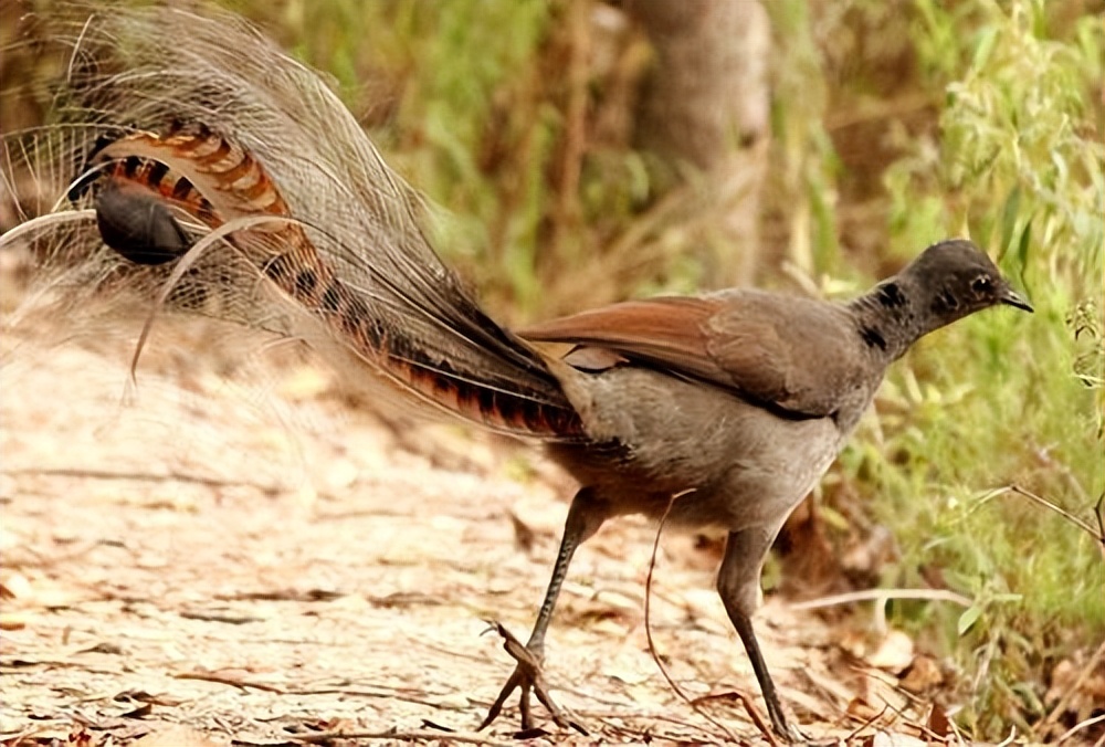 世界上最大的华丽琴鸟,天堂的使者