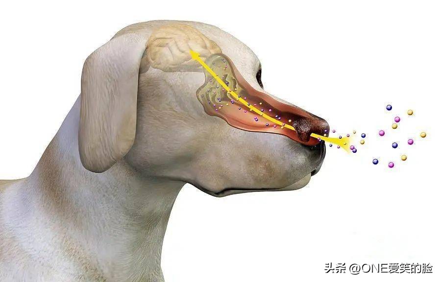狗的鼻子为什么这么灵敏呢,猪和狗的鼻子谁更灵敏