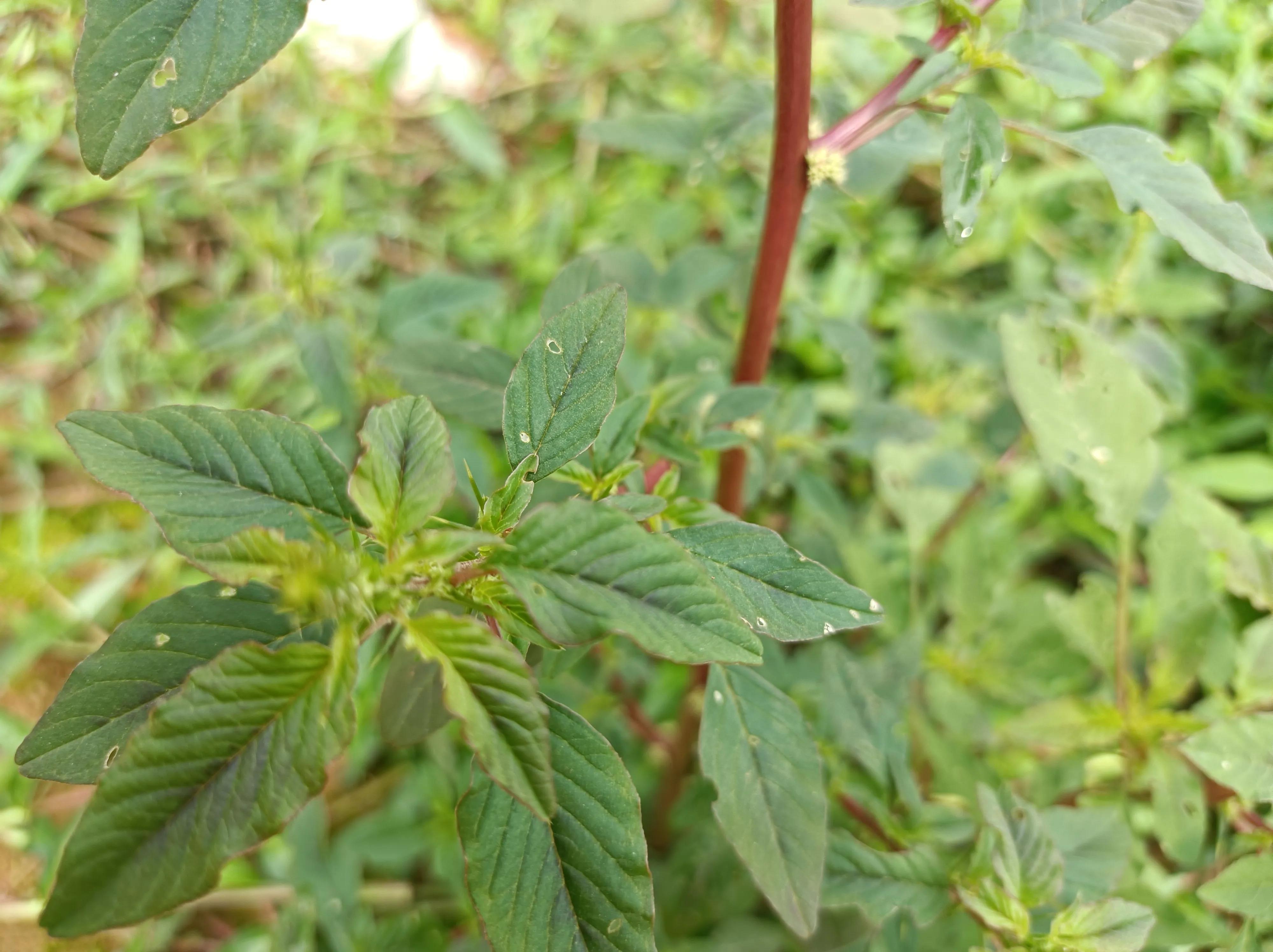 根部和人参相似的野菜,农村这野菜被称土人参