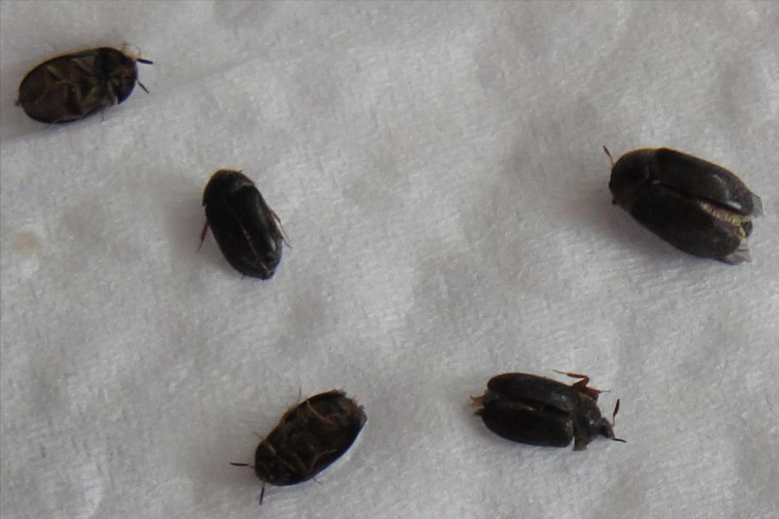 家里小蠹虫怎么彻底防治,卧室有特别小的虫怎么消灭