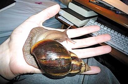 非洲大蜗牛入侵美国，每年可产5窝，花费数百万美元没法治理