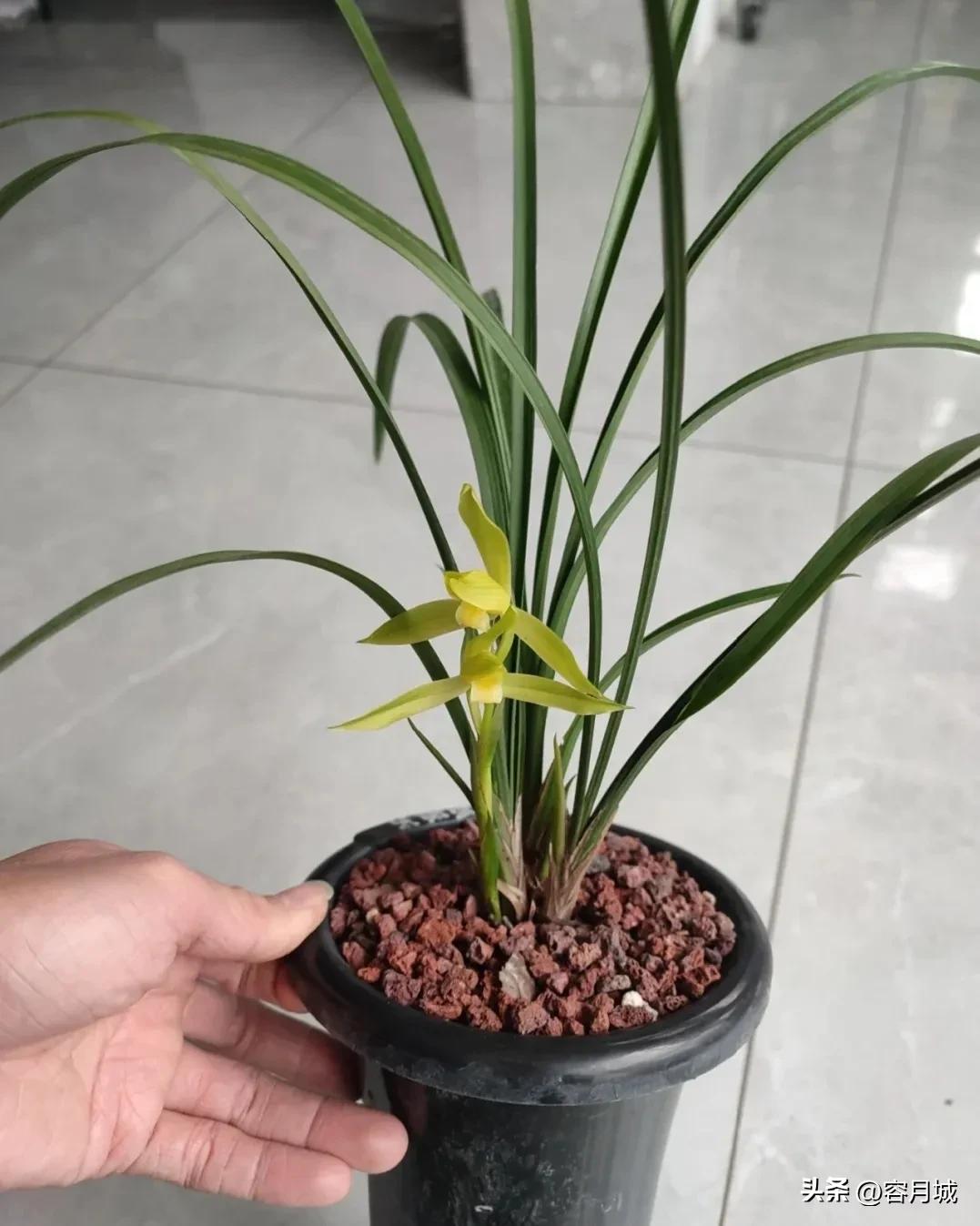 名贵兰花前十名,什么兰花被称为牢底坐穿兰