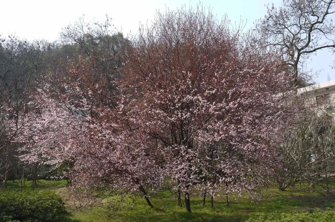 开花植物大全100种,实用分享30款小型开花树种介绍