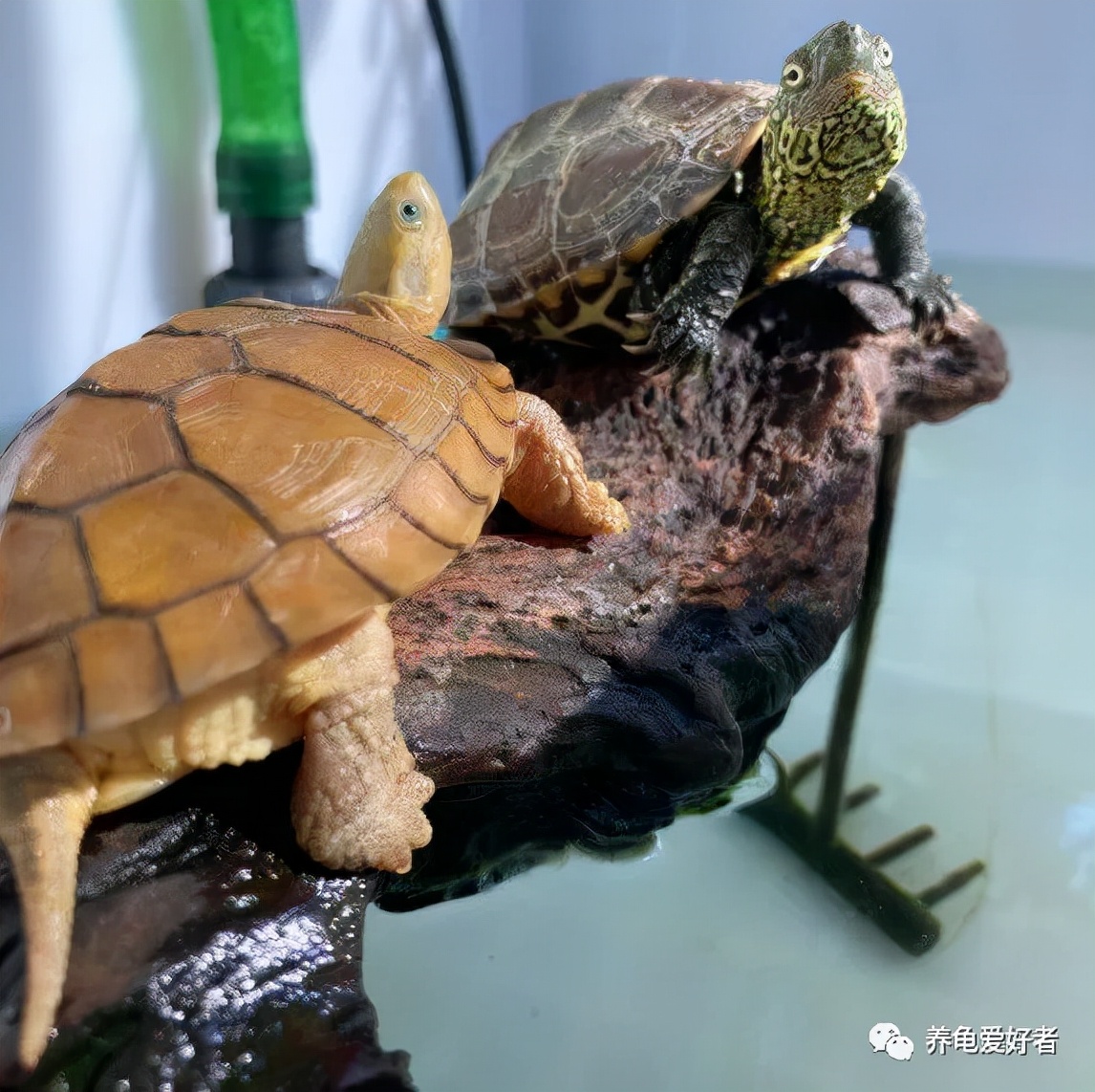 龟脖子上有伤口怎么办,龟的脖子两边有伤痕是怎么回事