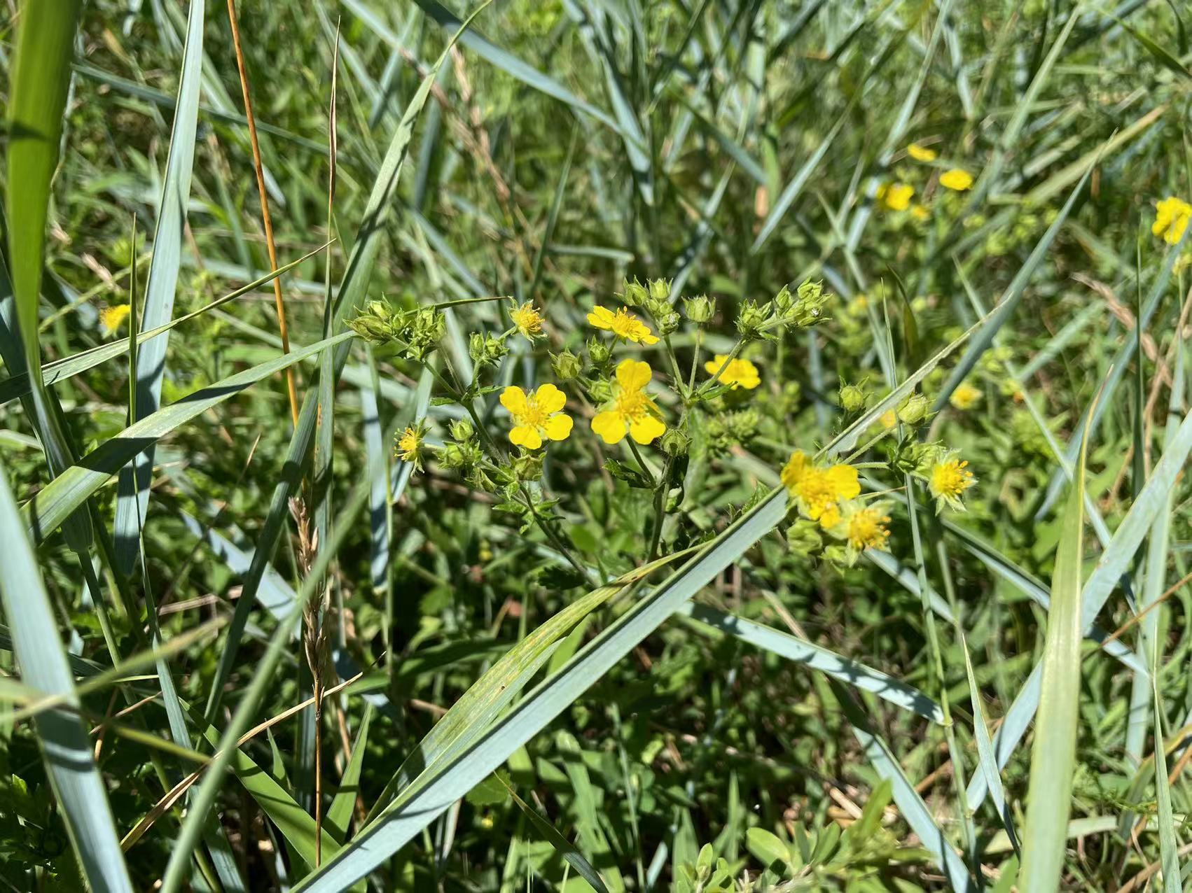 沈阳小瑞士南八虎山自驾,八虎山小瑞士