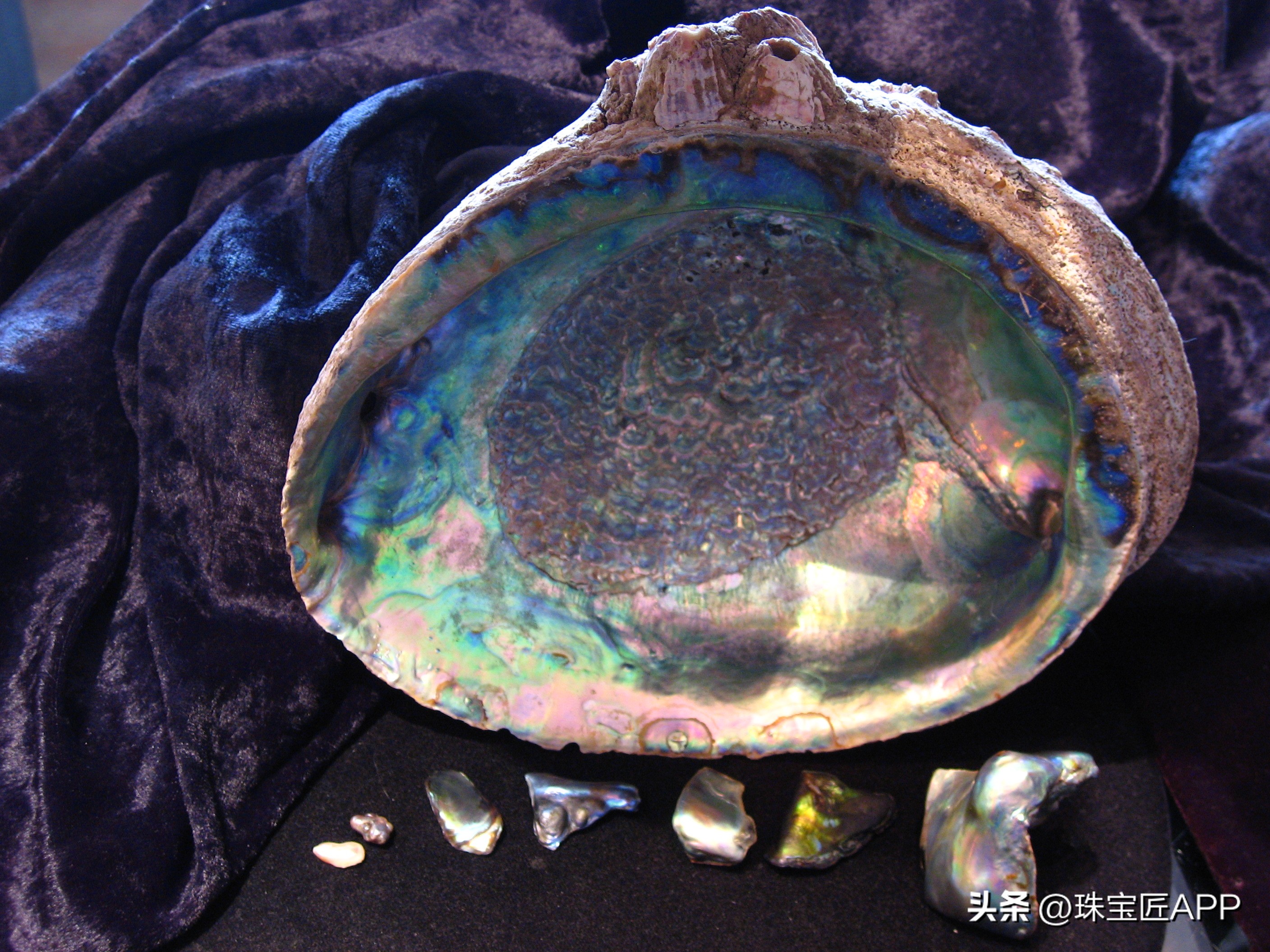 烧烤鲍鱼成品,鲍鱼里面也有珍珠