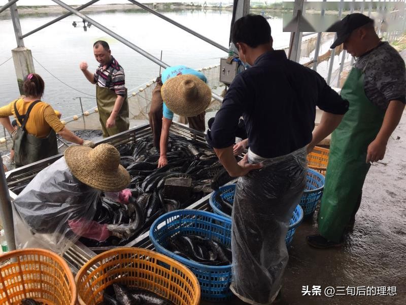 人工饲料和野生杂鱼,人工混合鱼饲料配方