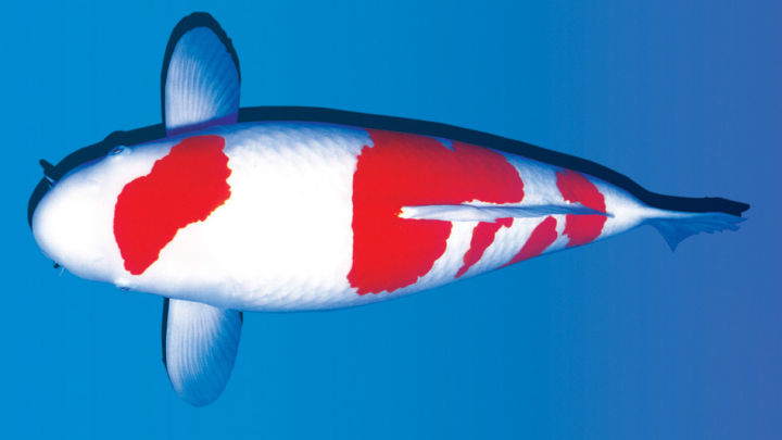 比较容易养的观赏鱼有哪些品种,适合懒人养的观赏鱼多有哪些品种