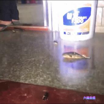 男子开门遇到小鲫鱼，次日发现更多鱼爬上岸，过山鲫为啥离开水？