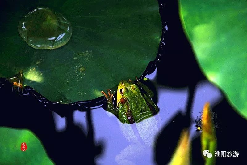 淮阳龙湖赏荷花的季节,淮阳观赏荷花的地方在哪里