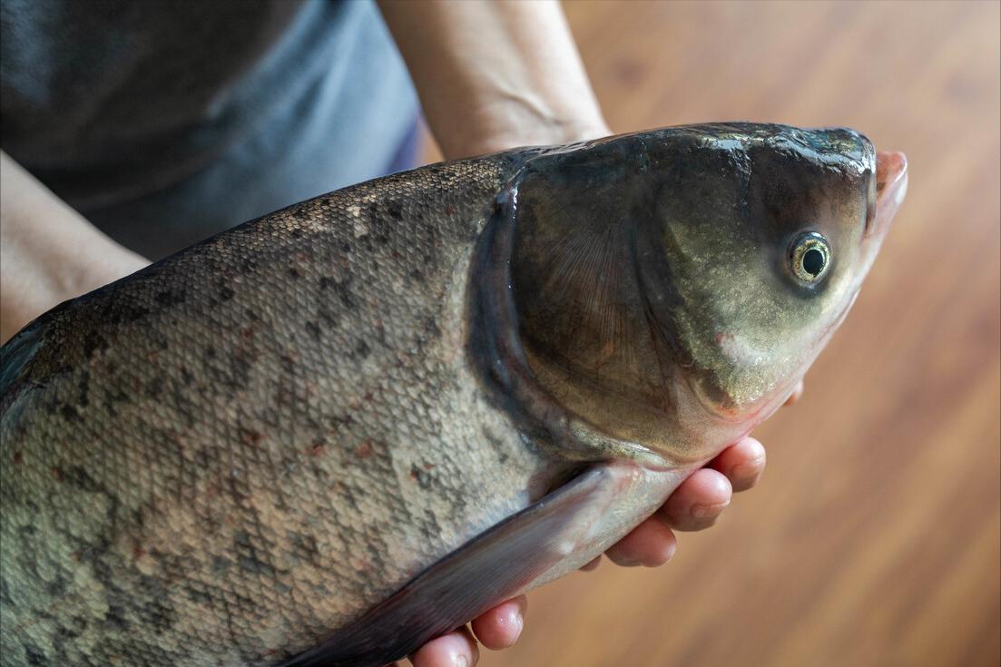如何区别认识市面上常见的几种鱼,各种鱼怎么分类