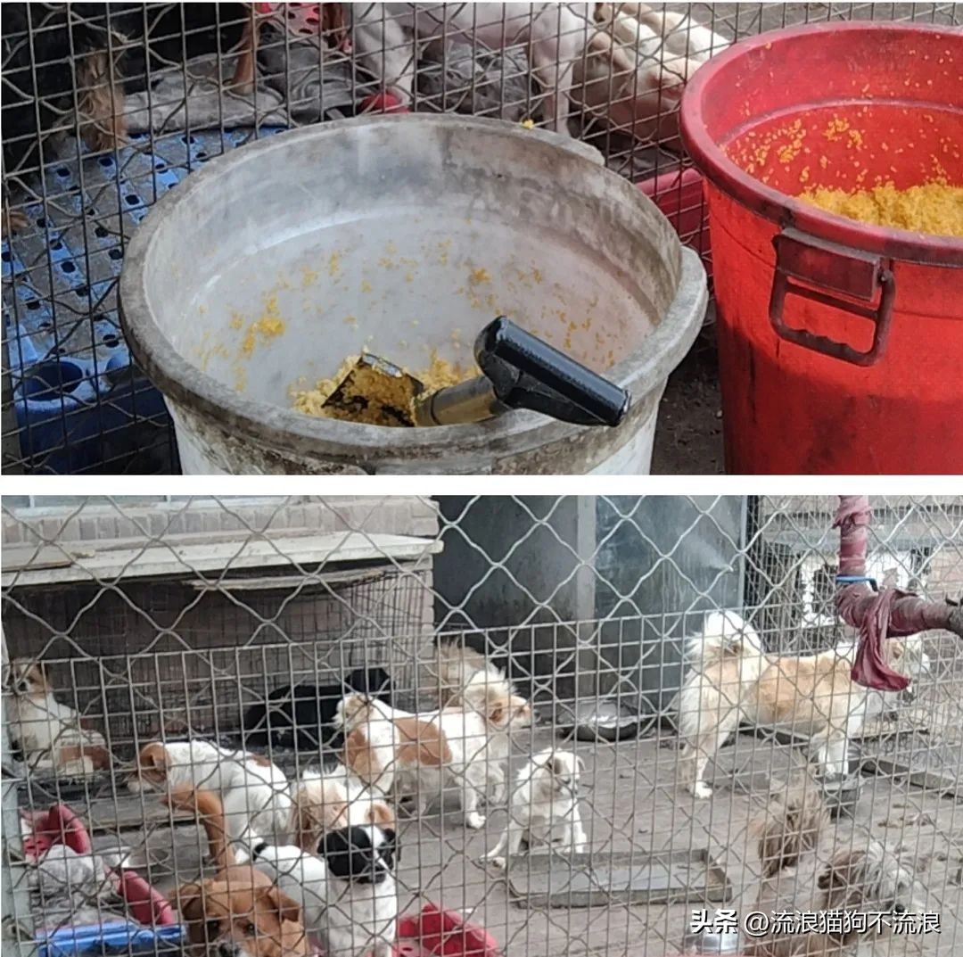 古牧生病前兆,古牧被遗弃了