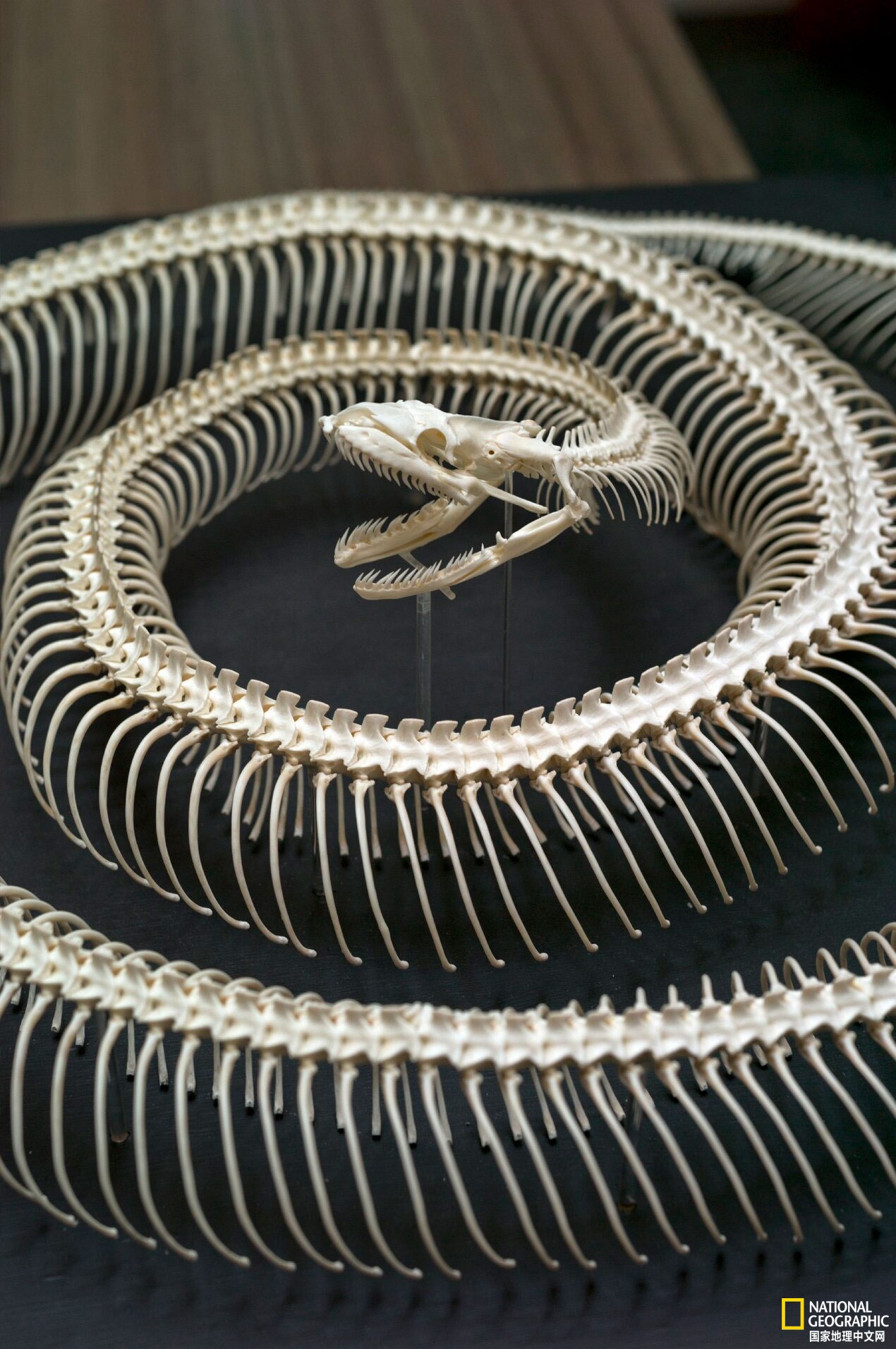 目前已发现最大的蟒蛇,目前发现最大的蟒蛇有多大