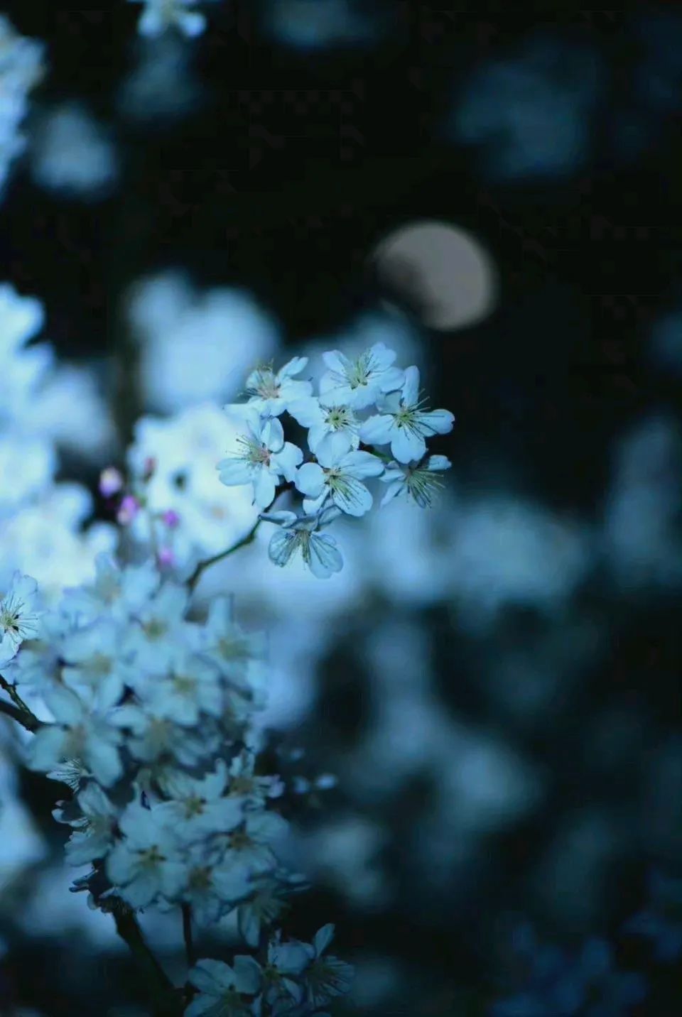 裁梦为笺，折月做诗