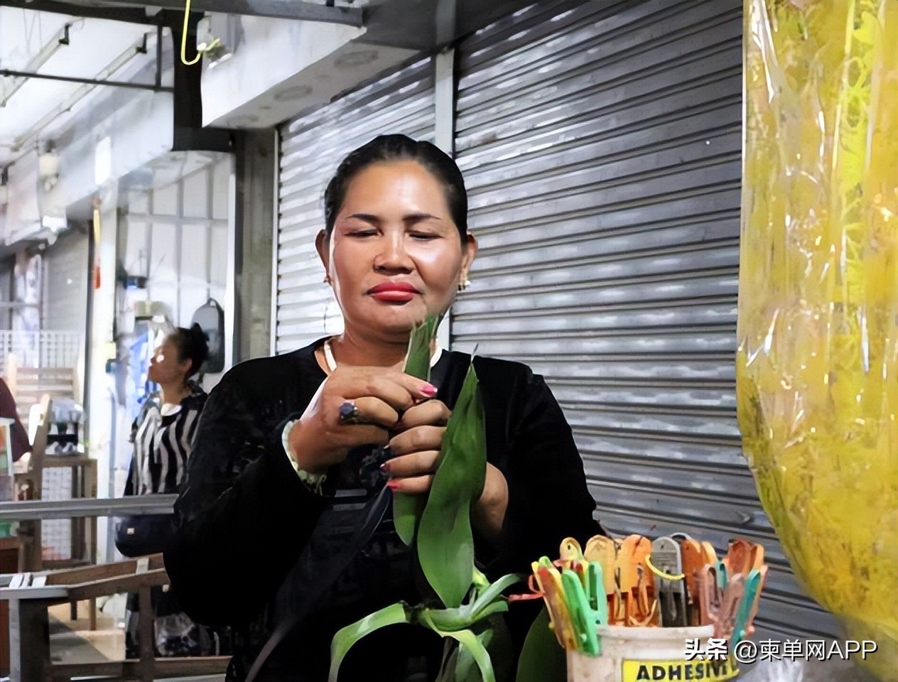 柬埔寨热销商品,柬埔寨绿植盆栽