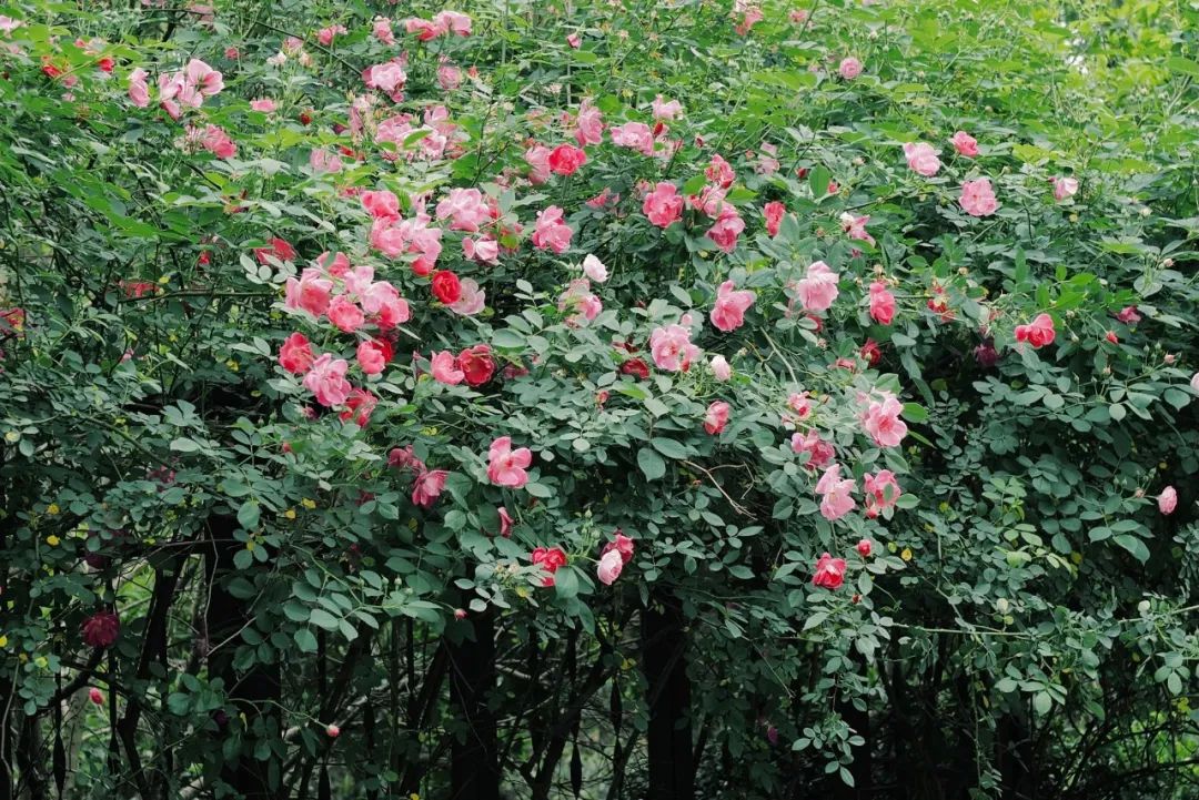 春天的潺潺溪水,春天的顶流