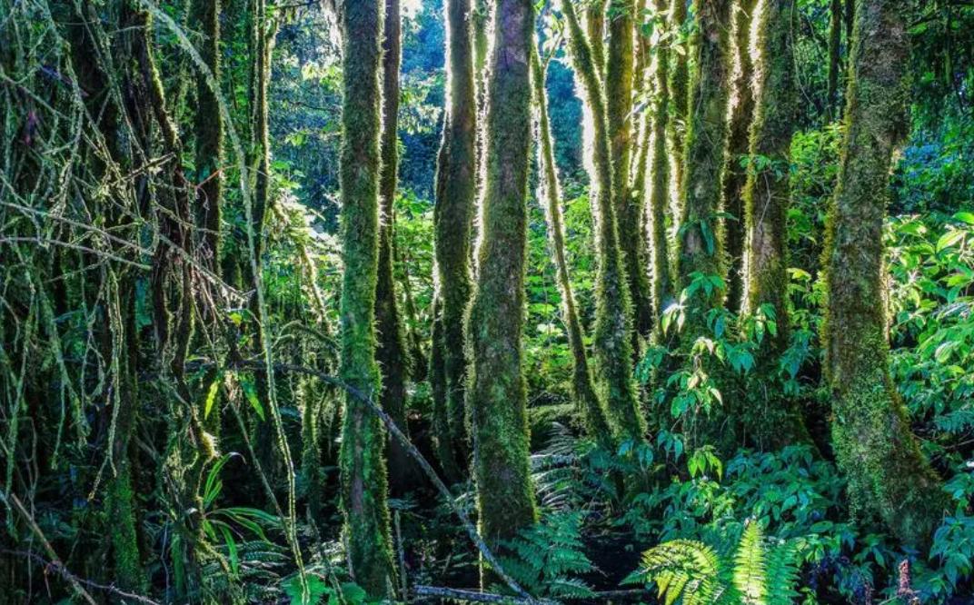 国际环境对国际贸易的影响,国际贸易与环境保护法律问题研究