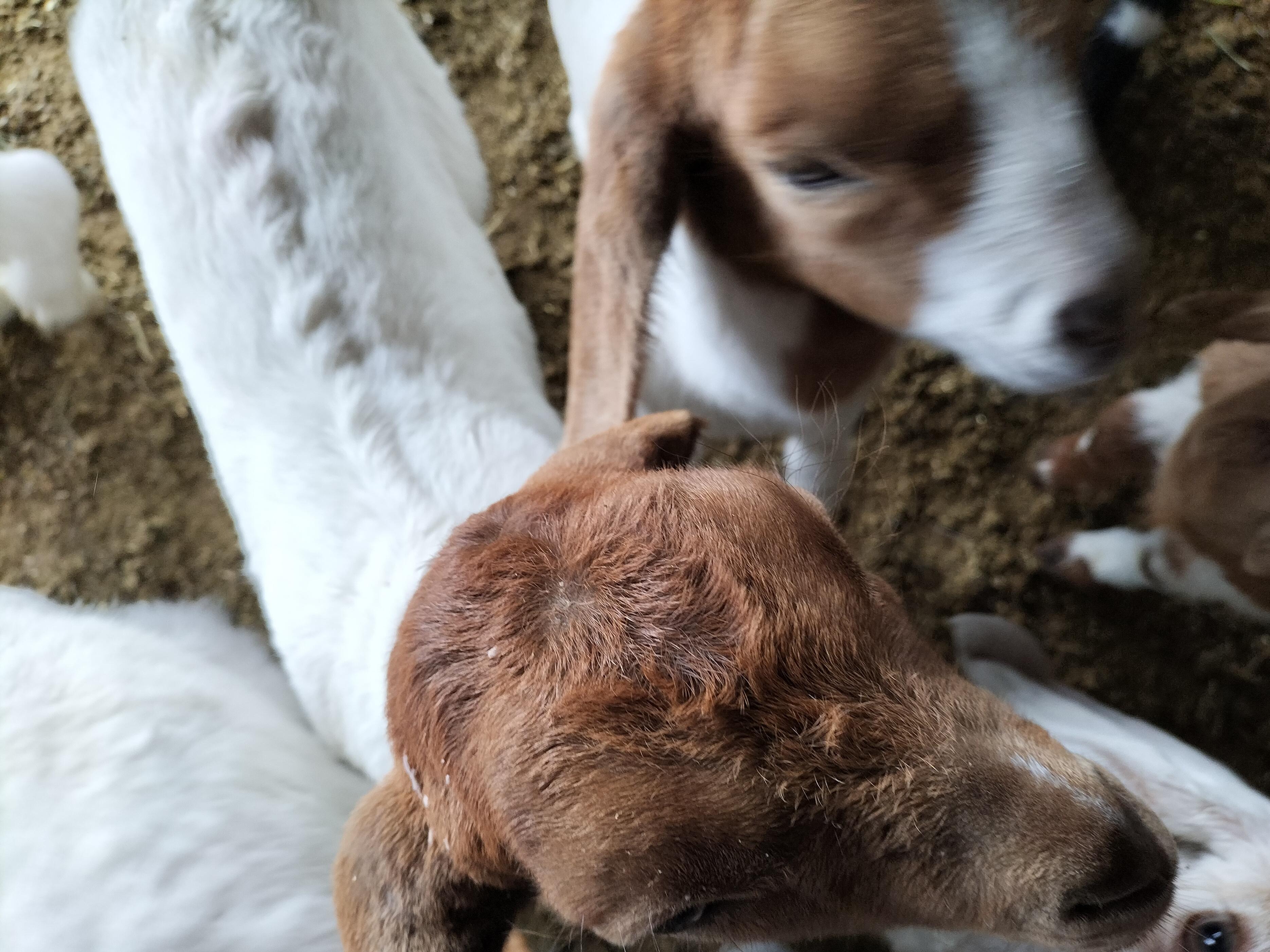 小羊羔一次喂多少毫升奶粉,初生小羊羔一天喂多少克奶粉