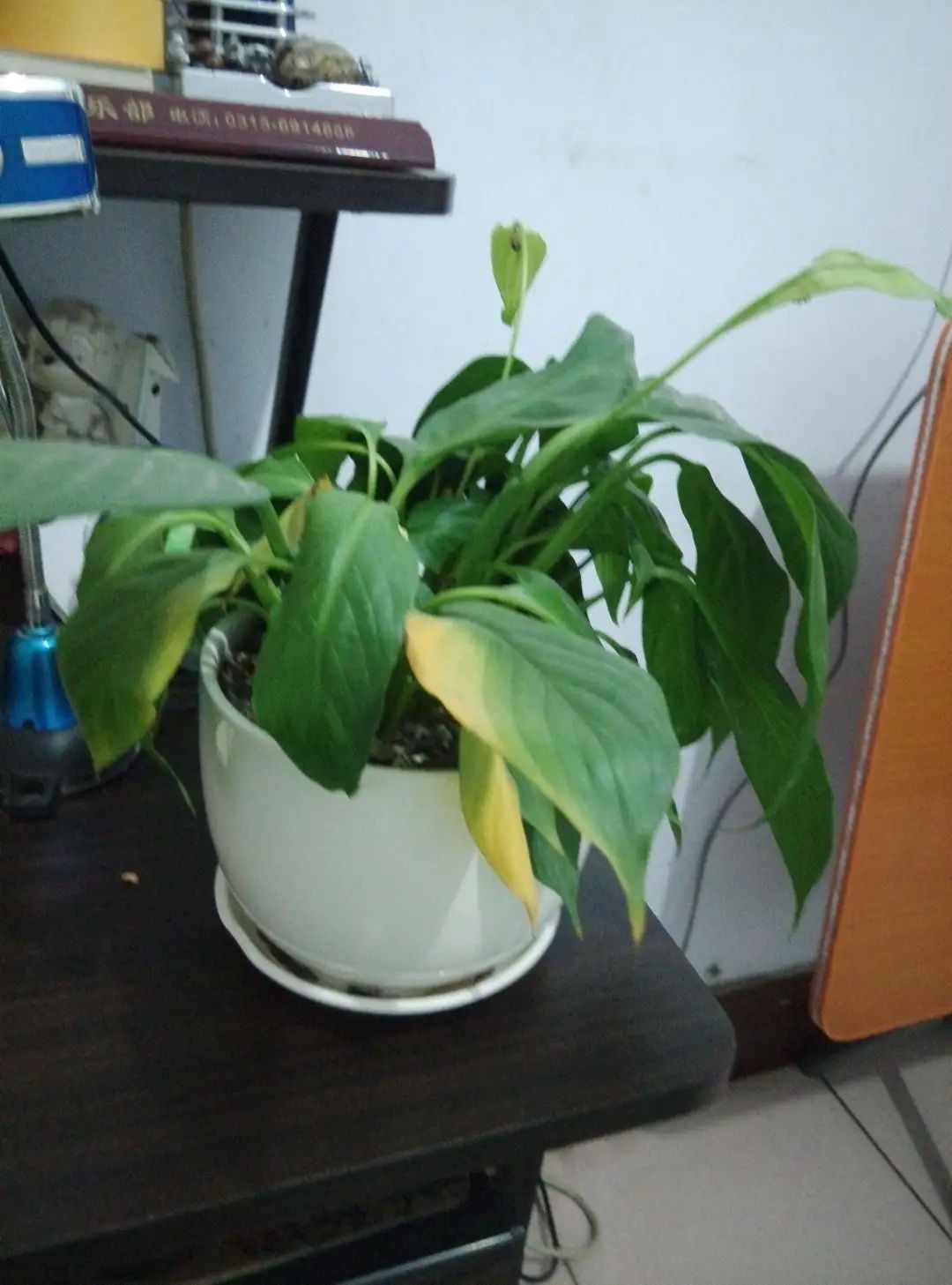 白掌花叶子发黄怎么办,白掌花叶子发黄怎么回事