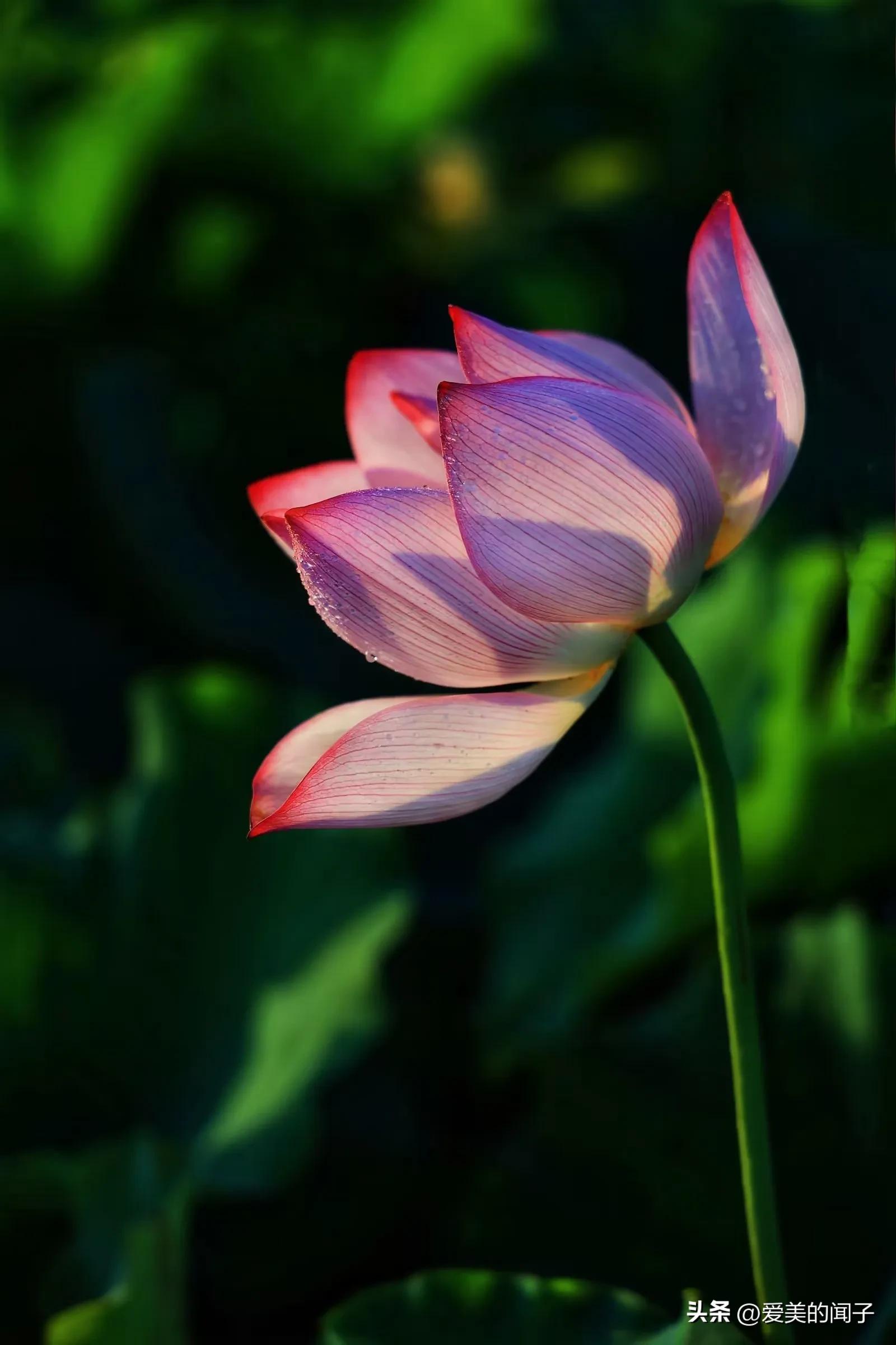 荷花仙子美得让人醉,夏日的荷花美景为你带来凉爽