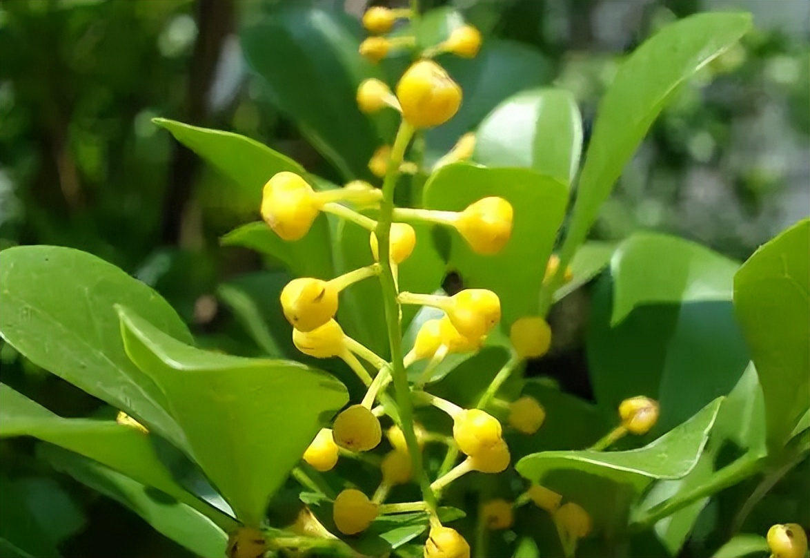 米兰花怎么养才愿意开花多一些,米兰花怎么养叶子才会油绿有光泽