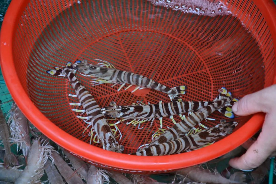 北极甜虾应该解冻后还是直接水煮,北极甜虾解冻冰箱可以放多久时间