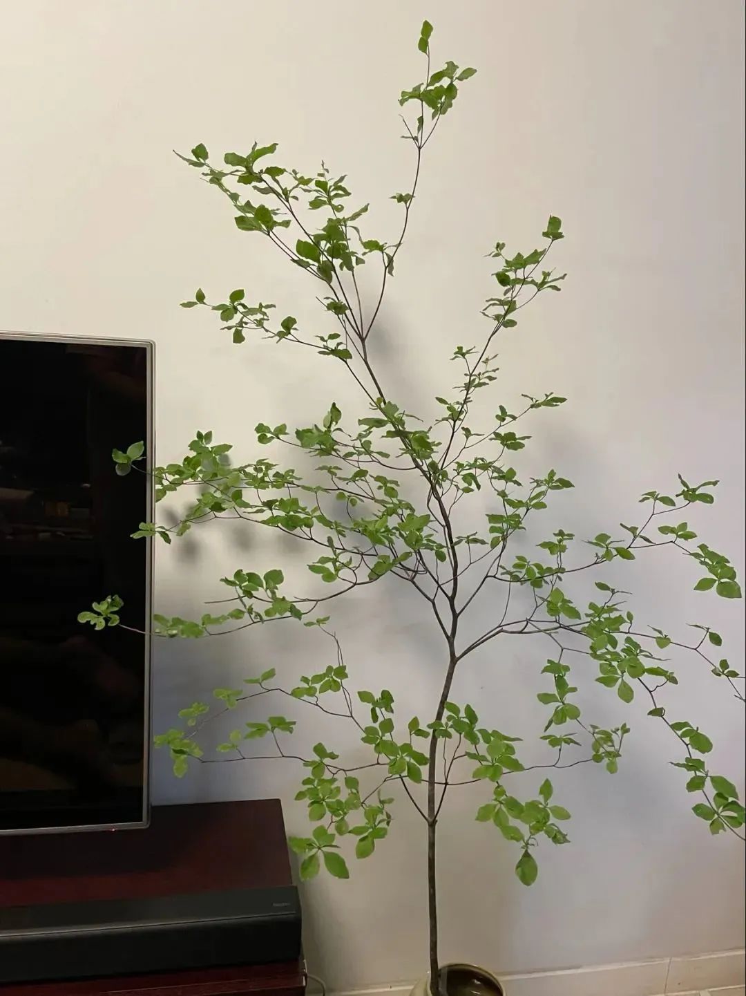 鲜花在水里能养几天会死,新加坡盆栽花卉怎么养