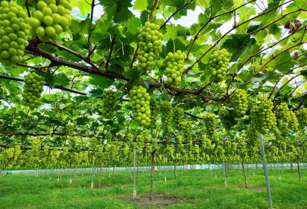 最好吃的爆浆葡萄,香甜爆汁葡萄