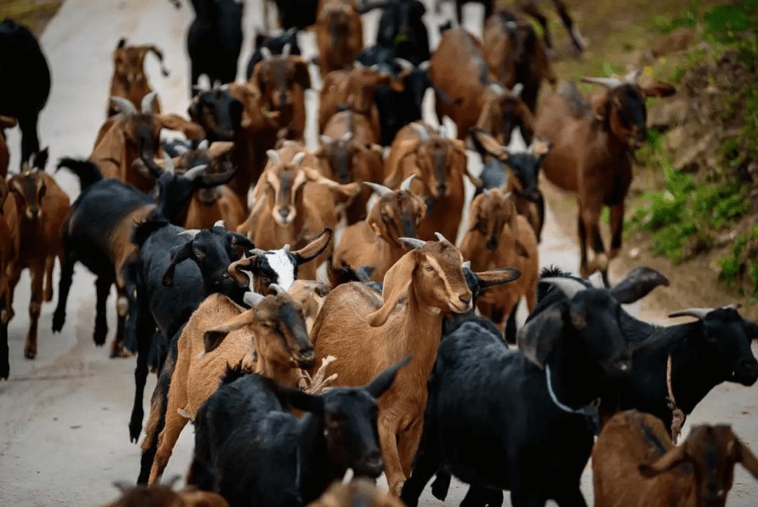 最近最火的羊哪个羊好吃,冬季吃羊哪家强