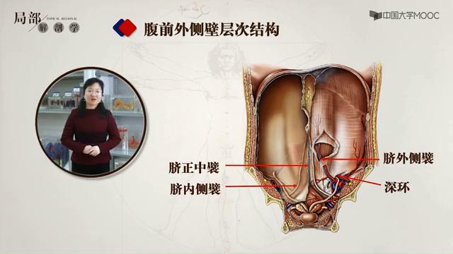 腹部影像解剖知识点,局部解剖学腹部知识点总结