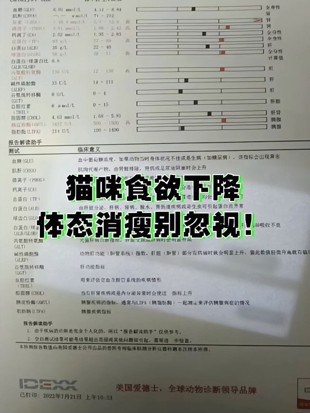 猫咪这几天食欲不好怎么办,猫咪食欲变得特别差怎么办