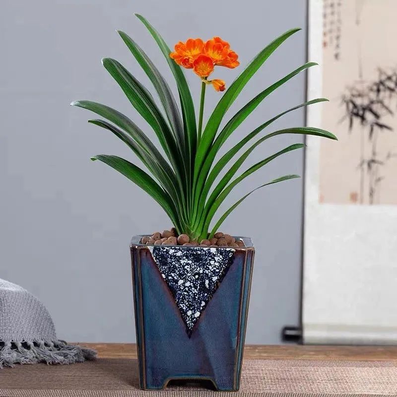 家里养什么花对睡眠最好,家里养什么花好对健康好一点