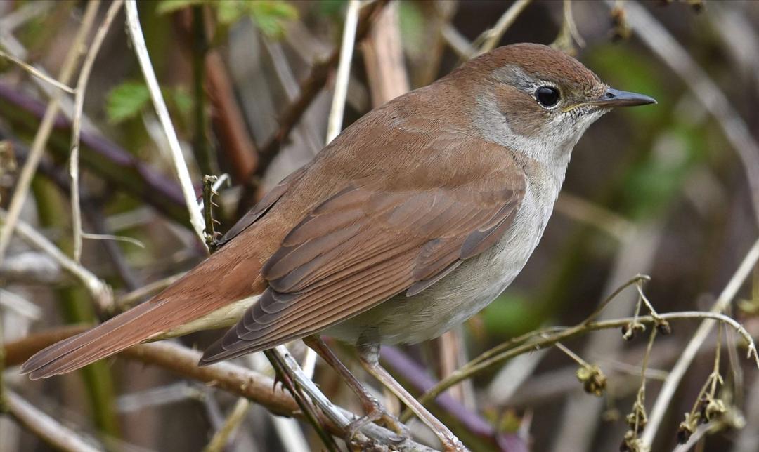 所有鸟图片大全大图,50张最佳鸟类摄影作品