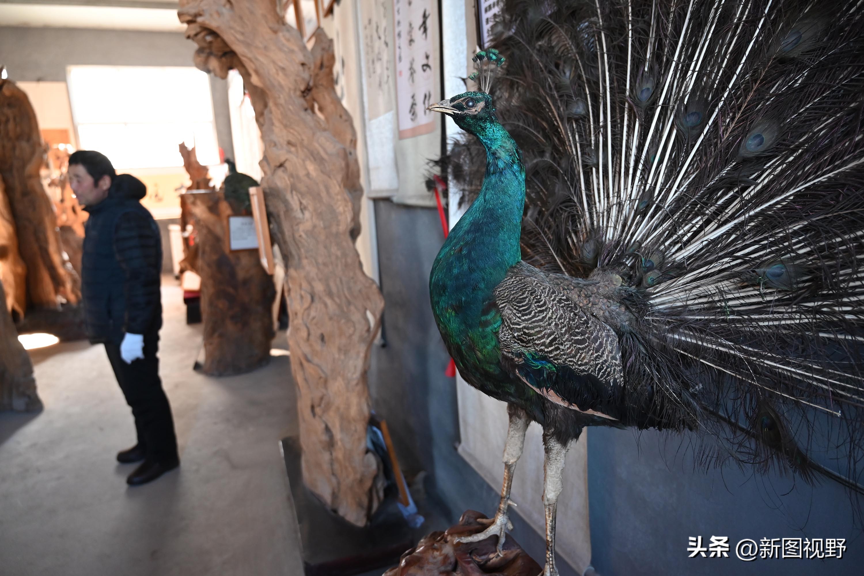 55岁农民，花60万买了一堆古树，每天做着发财梦，睡到自然醒