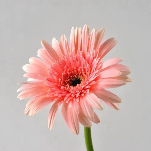 十二星座本命香水,十二星座本命星座