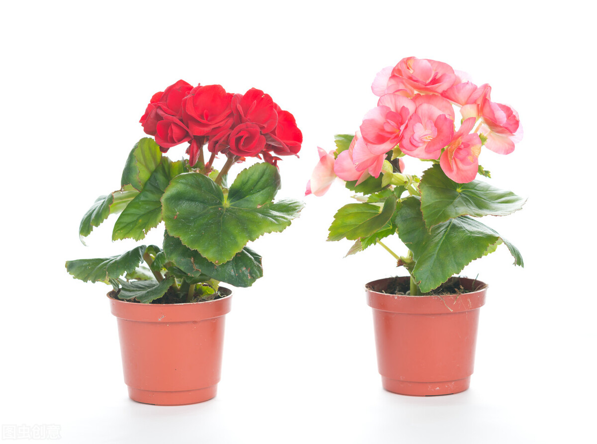 好养的植物小型图片和养殖方法,最好养的10种种植物