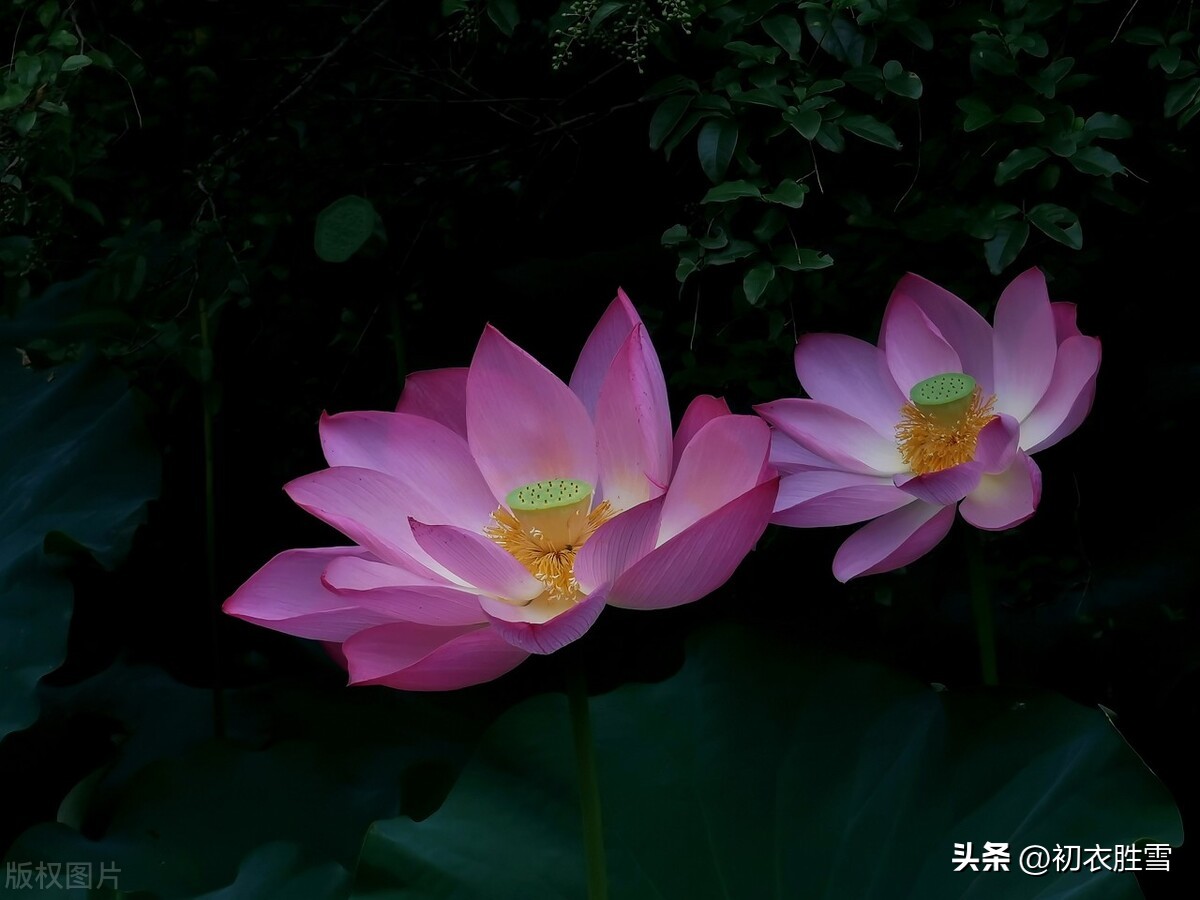 荷花夜看六首：夜深人静月明中，方识荷花有真趣