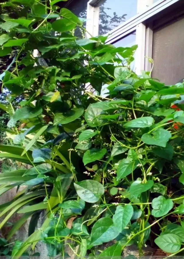 木耳菜能生吃的吗,木耳菜可以随便吃吗